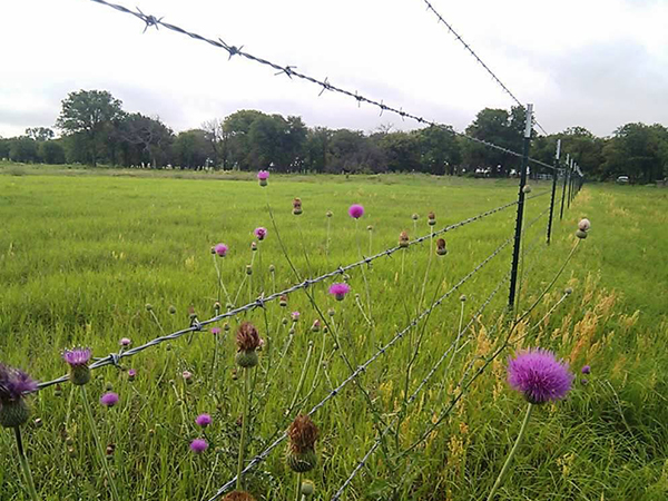 Application case of Barbed Wire